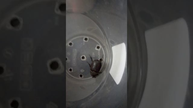 Друзья нашли жука носорога из красной книги смотреть онлайн