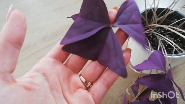 Обзор зелёных растений ?Учёт на 2023 год ?#обзор#растения смотреть онлайн