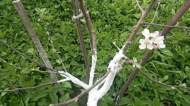Прививка на сеянцы цветёт через год. яблоня смотреть онлайн