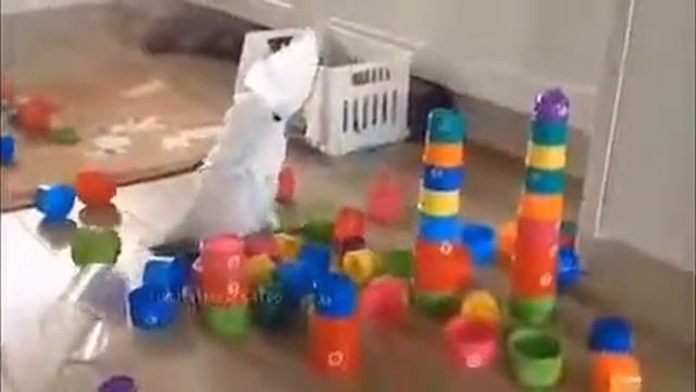 Умный попугай смотреть онлайн