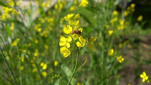 Stop Plants & Leaves Eaten by Worms & Caterpillars смотреть онлайн