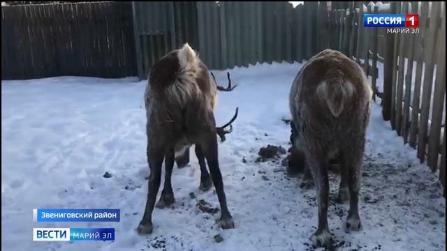 В Марий Эл северный олень сбросил рог из-за теплой зимы смотреть онлайн
