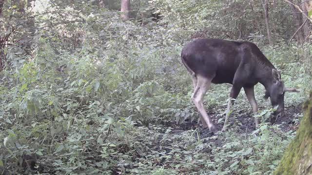 Лоси и косули смотреть онлайн