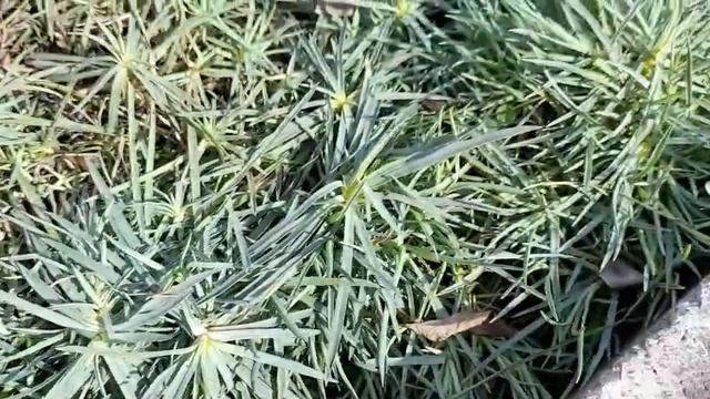 Перистая гвоздика после зимы смотреть онлайн