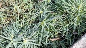 Перистая гвоздика после зимы