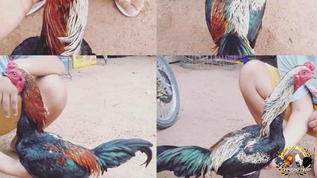 Aves bicolor смотреть онлайн