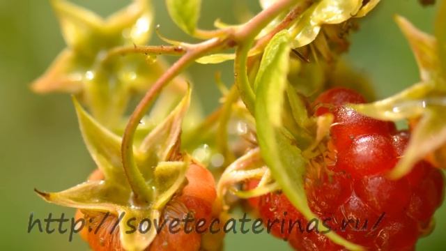 Вкусное лето! смотреть онлайн
