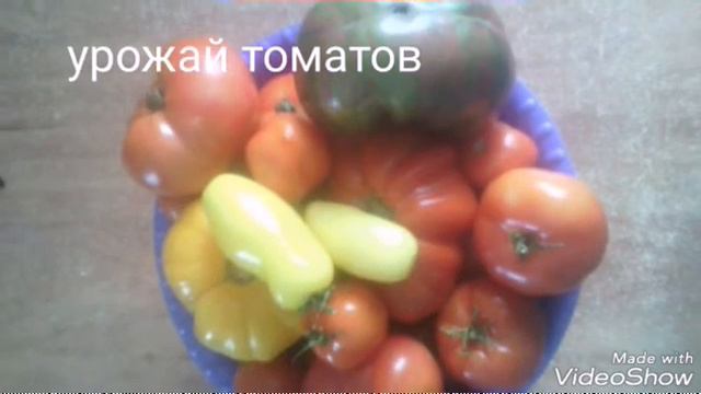 Урожай томатов, овощей 2018 год. Цветы. смотреть онлайн