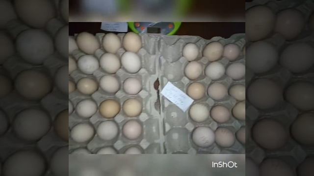 Инкубация - яйцо Загорской лососевой из Генофонда г. Сергиев Посад смотреть онлайн