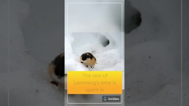 Interesting Facts About Lemmings смотреть онлайн