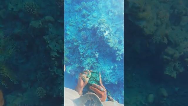 Рыба крылатка около пантона! Египет смотреть онлайн