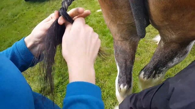 Clydesdale tail preparation for show UK method 2 смотреть онлайн