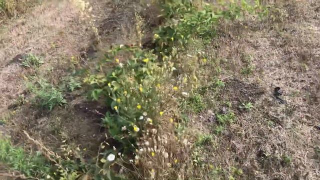 Плантация ежевики на 4 октября. смотреть онлайн