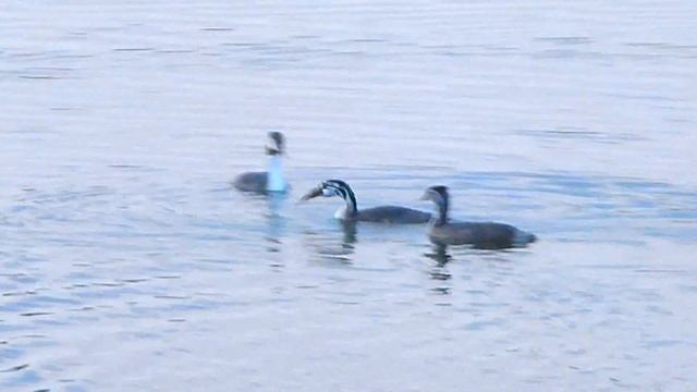 Птица Чомга Кормит Птенцов Рыбой. Птенцы Чомги. Птица Ловит Рыбу для Птенцов. Выкармливание Птенцов