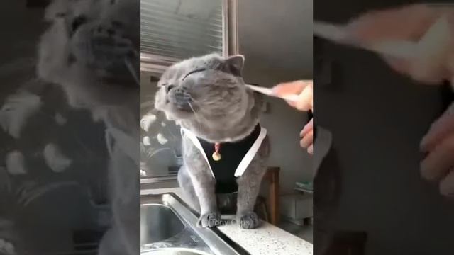 вот как надо мыть кота ?! смотреть онлайн