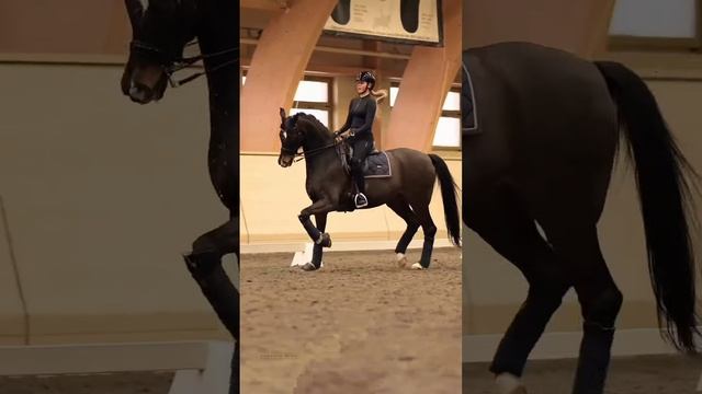 #конныйспорт #выездка смотреть онлайн