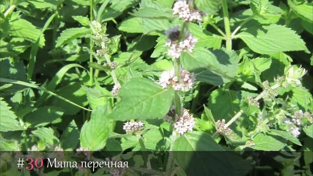 50 СИЛЬНЕЙШИХ ЛЕКАРСТВЕННЫХ ТРАВ смотреть онлайн