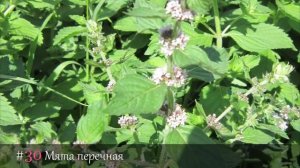 50 СИЛЬНЕЙШИХ ЛЕКАРСТВЕННЫХ ТРАВ