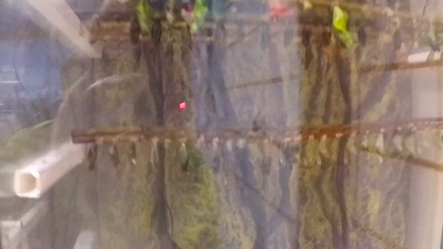 ВДНХ сад бабочек смотреть онлайн