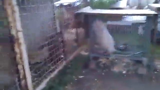 Нутрии летом в клетках смотреть онлайн