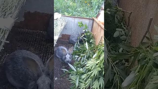 Достаточно ли Вы знаете о породе Полтавское серебро? смотреть онлайн