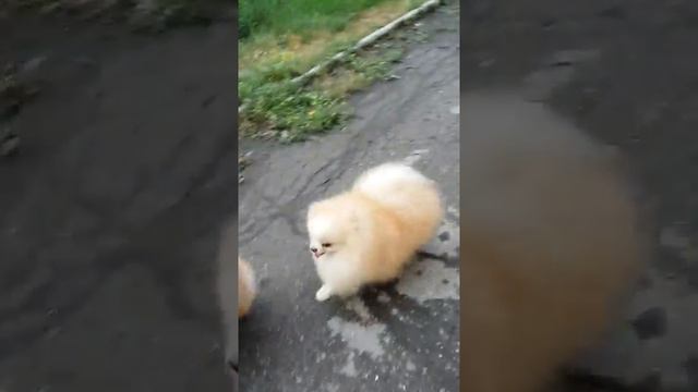 Шпиц продаётся?Девочка померанского шпица,6 месяцев,вес 1,3кг. смотреть онлайн