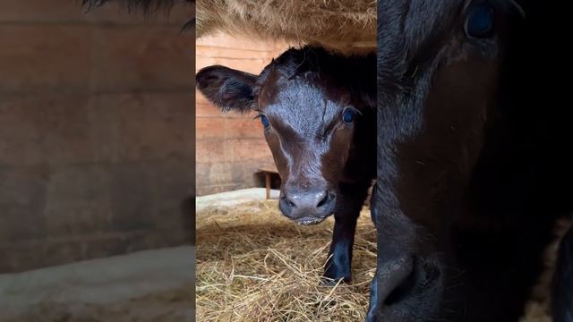 Телёнок сосёт корову. Телёнок сосёт только 2 соска. #marya_max #деревенскаяжизнь #деревня #доконца смотреть онлайн