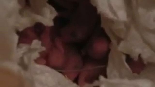 Zwei Tage alte Hamsterbabys смотреть онлайн