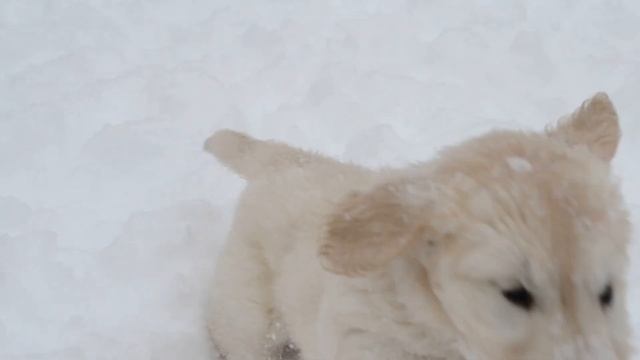 Щенки Голдена Ретривера(Golden Retriever) смотреть онлайн