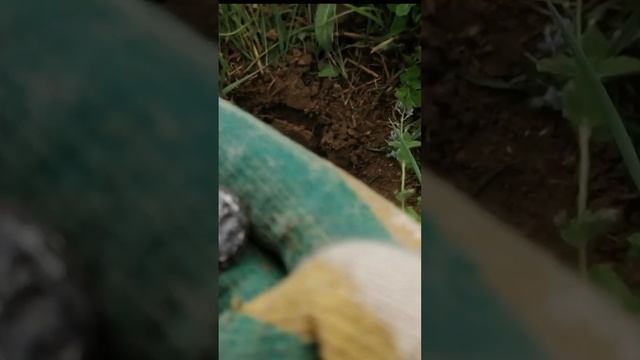 Из серебра делали кольца или стреляли по монете смотреть онлайн