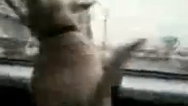 Бультерьер в универсале смотреть онлайн