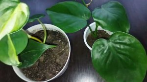 Как вернуть вариегатность ушедшему в зелень филодендрону медиопикта триколор, делюсь своим опытом