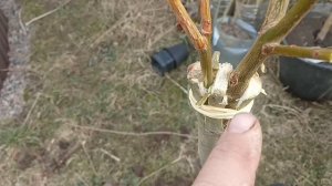 Штамбовая ива Хакуро нишики своими руками. Все очень просто