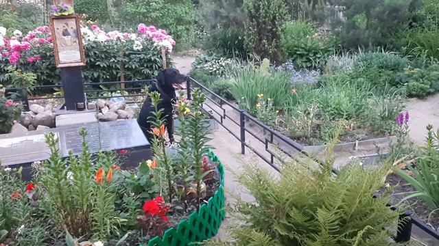 Серафим Саровский Крест На Горе Жил Был Пёс Музей Пса смотреть онлайн