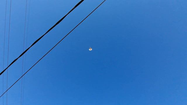 Голуби. Жара. Немного ускорил линьку. 05.08.23 смотреть онлайн