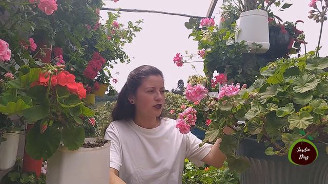 Reproducción y cuidados de geranios Pelargonium Zonale | Jardín Diaz смотреть онлайн
