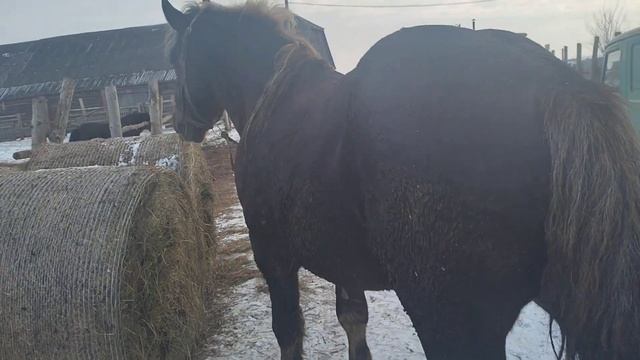 жеребец сделал жеребенка смотреть онлайн