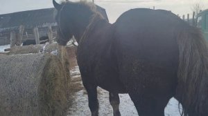 жеребец сделал жеребенка