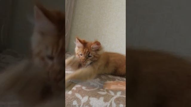 Очень крупный котик Мармелад /котик мейн кун /рыжий кот смотреть онлайн