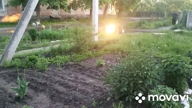 Работы на клумбе. А чудеса рядом. Такое вижу первый раз. смотреть онлайн