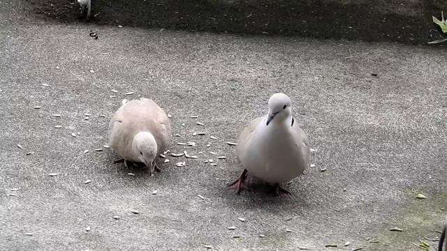 Кольчатая горлица - Streptopelia decaocto смотреть онлайн