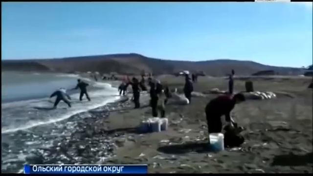 Массовый выброс сельди в Магадане смотреть онлайн