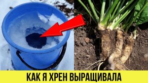 Сама и не ожидала такого результата! Вот как я Хрен вырастила из замороженного корня Моя история