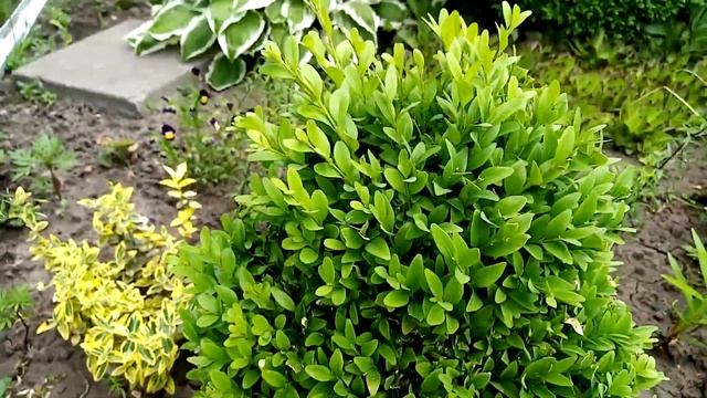 Удачи и неудачи, спасаю абрикос, цветет климатис смотреть онлайн