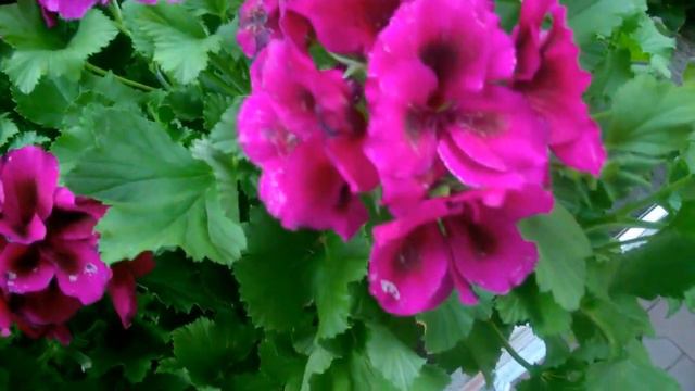Pelargonium Grandiflora