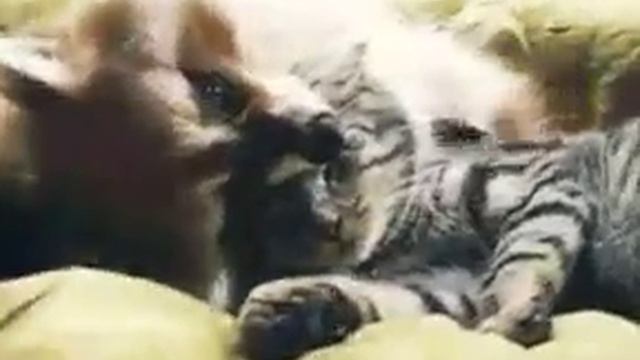 Обнимашки енота и кота смотреть онлайн
