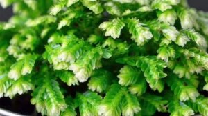 Куда поставить селагинеллу? СЕЛАГИНЕЛЛА - уход в домашних условиях.