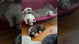 #ЩЕНКИ Аусси. На что обращать внимание при покупки.