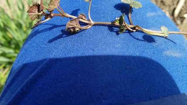 Early Spring Plant Identification and Surveying the Property смотреть онлайн