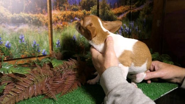 #ПРОДАЮ_щенка_ЧИХУАХУА_SALE_50% СКИДКА на 3 дня +7 921 595 08 48